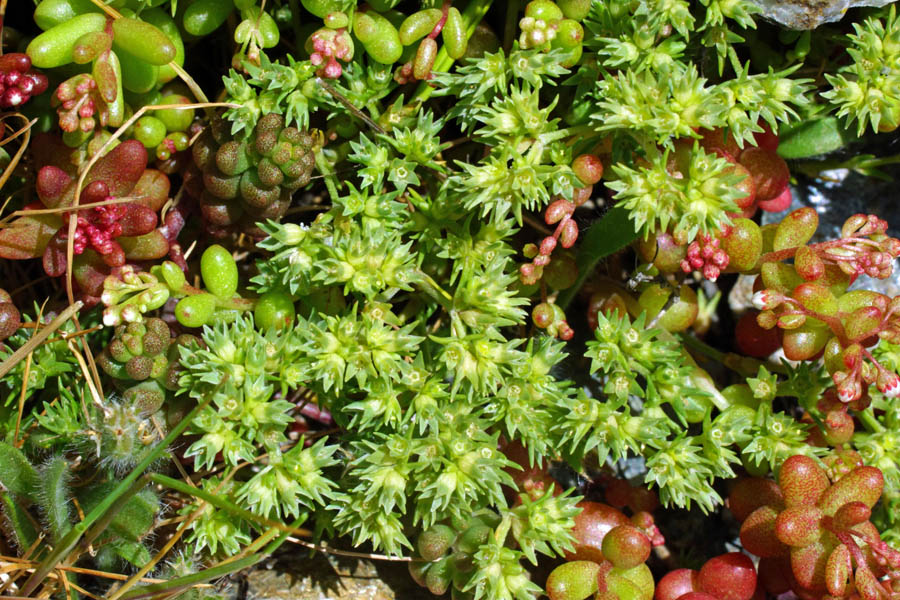 Scleranthus polycarpos / Centograni a frutti piccoli,